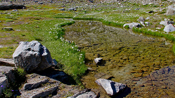 Eriophorum bordering a small pond close to 
 M�rjelesee