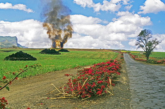 The usual sugar cane field controlled fire in the distance 
 bougainvillea trees bordering the road 
 the rough pavement 
 the stacks of basalt boulders in the sugar cane fields 
 and the unforgettable smell of the burnt sugar cane