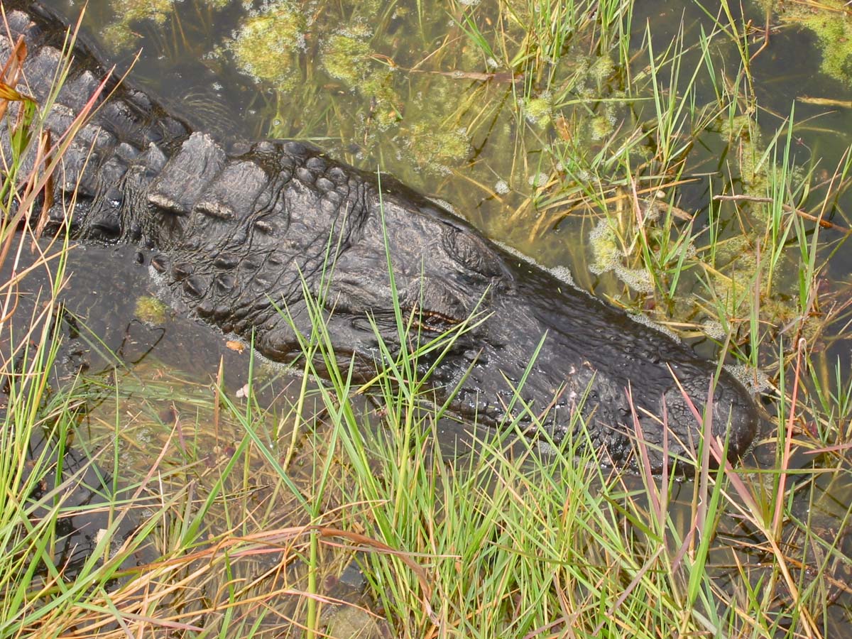 Everglades, Key West, Florida