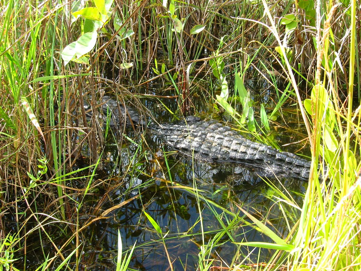 Everglades, Key West, Florida