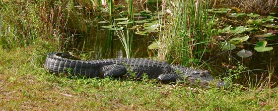 Everglades, Key West, Florida